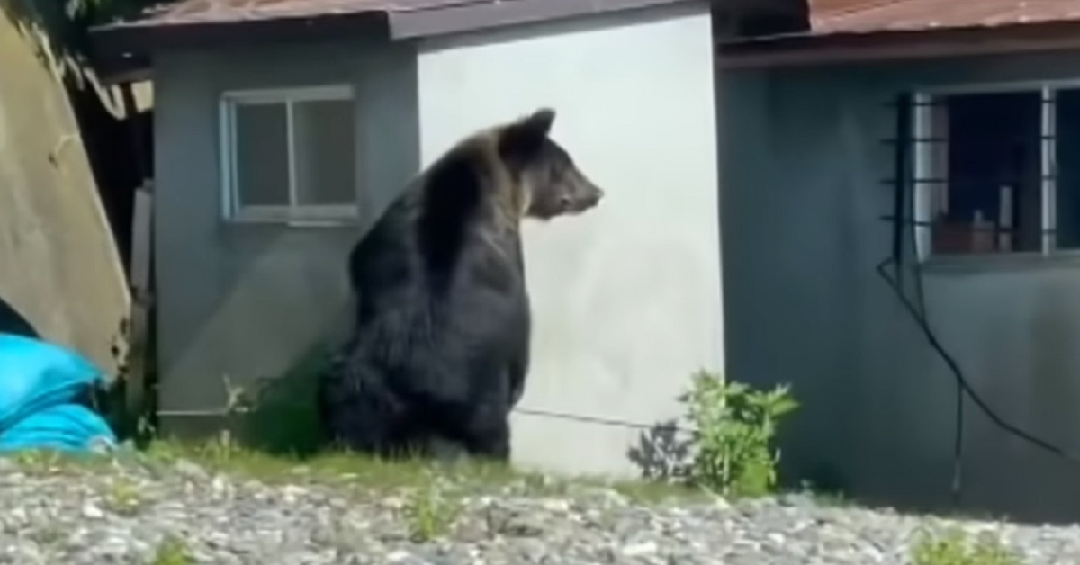 En la foto, un oso merodea alrededor de una vivienda en Japón