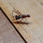 En la foto, el insecto del que habla el autor