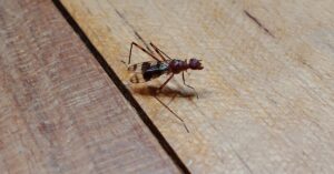 En la foto, el insecto del que habla el autor