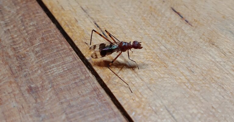 En la foto, el insecto del que habla el autor