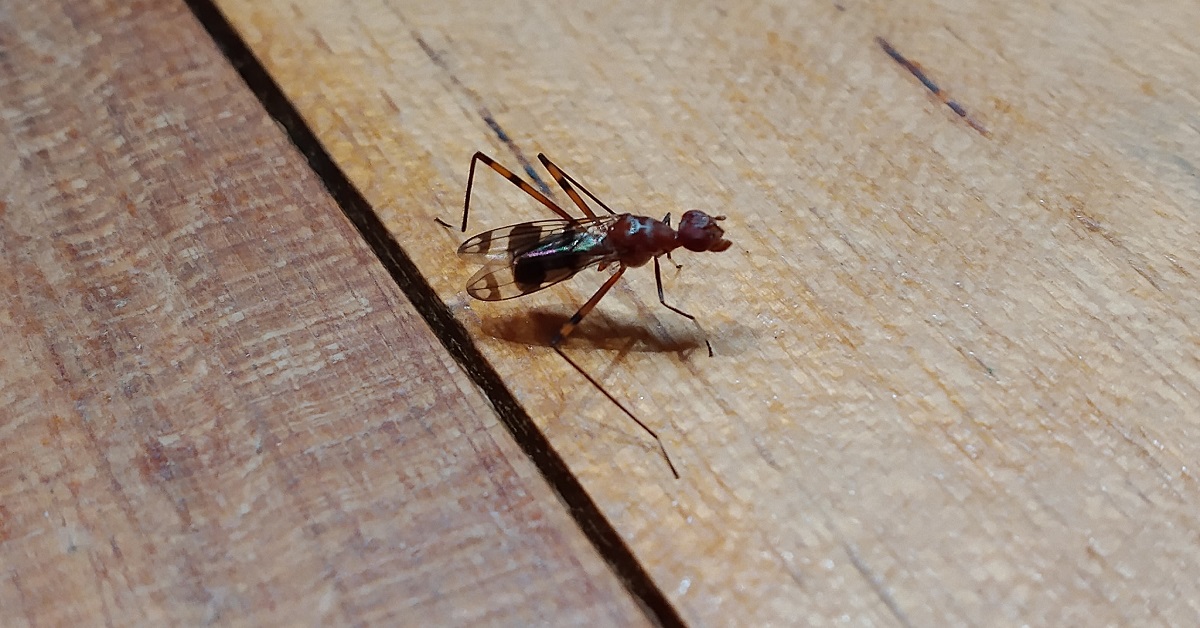 En la foto, el insecto del que habla el autor