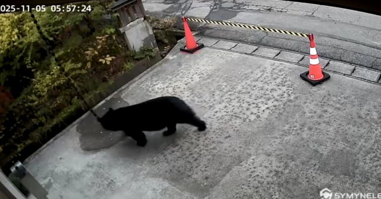 En la foto, osos en las calles de Japón