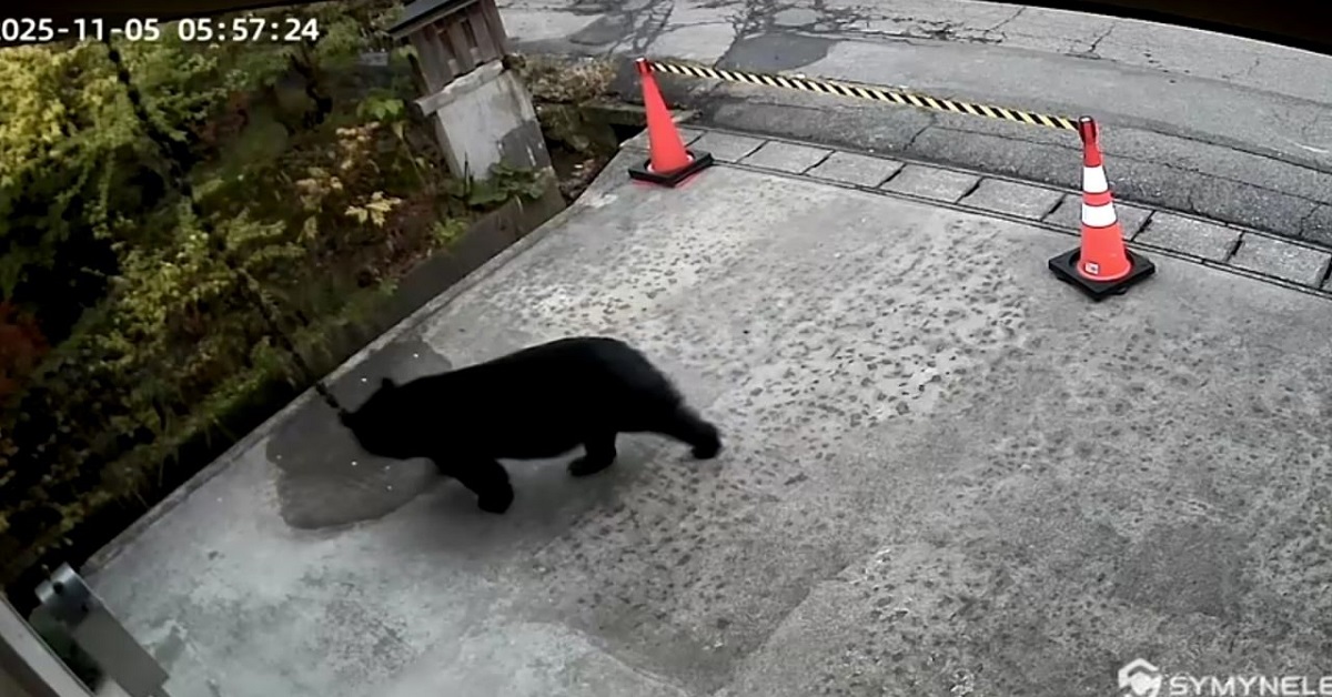 En la foto, osos en las calles de Japón
