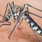 En la foto, un aedes aegipti