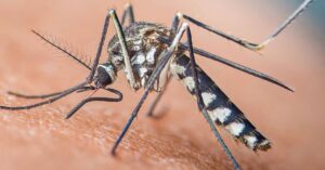 En la foto, un aedes aegipti