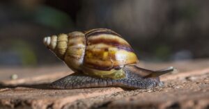 En la foto, un caracol gigante africano