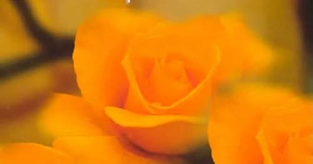 El perdón no es debilidad