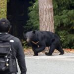 En la foto, los osos cerca de los humanos en Japón
