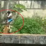 La leona ataca al hombre en Brasil