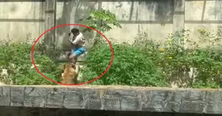 La leona ataca al hombre en Brasil