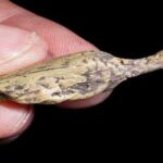 En la foto, la imagen relativa al texto