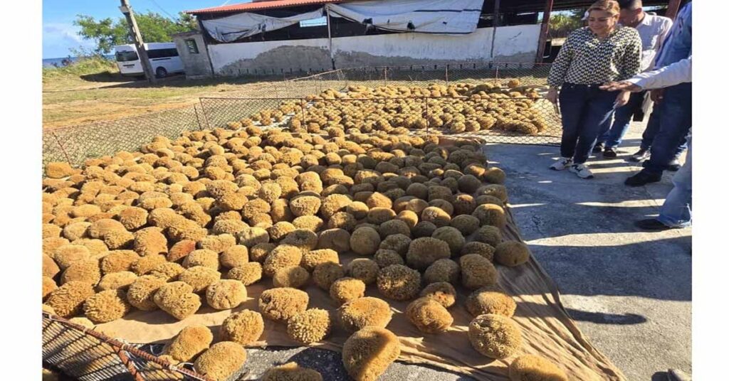 Cifras, elogios y esponjas en un país donde no cabe una mentira más 4 Cifras, elogios y esponjas en un país donde no cabe una mentira más