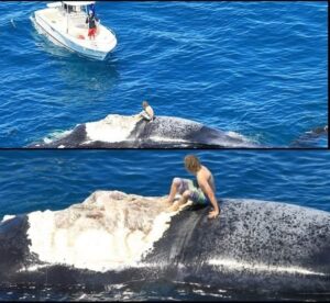 En la foto, el hombre sobre a ballena muerta