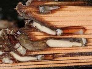 En la foto, gusanos de barco