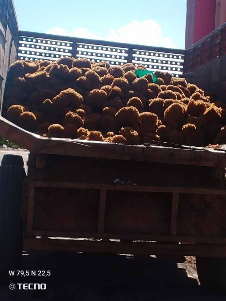 En la foto, las esponjas escondidas