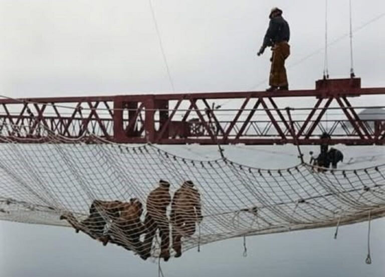 En la foto, la malla colocada debajo del puente Golden Gate