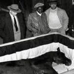 En la foto, Man o’ War en su caja mortuoria