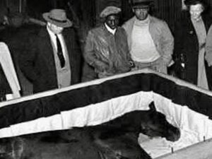 En la foto, Man o’ War en su caja mortuoria