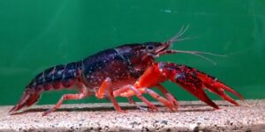 En la foto, el cangrejo rojo