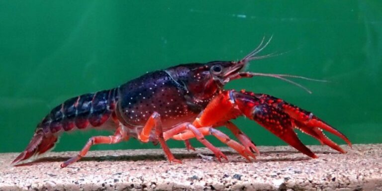 En la foto, el cangrejo rojo