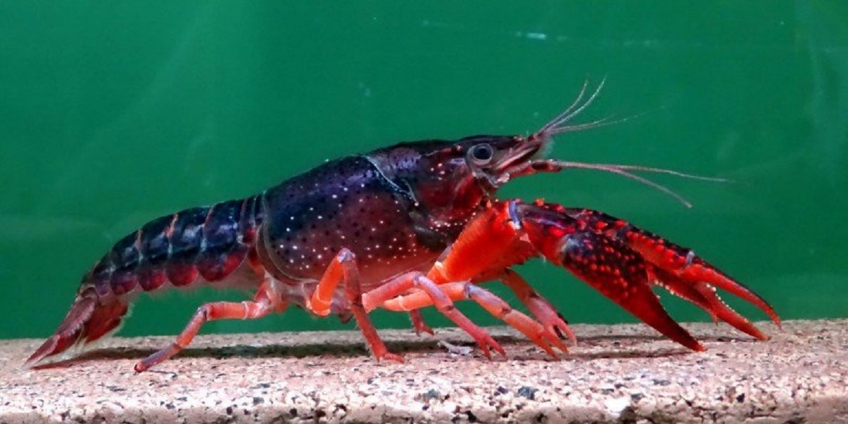 En la foto, el cangrejo rojo