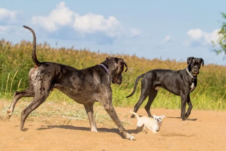 En la foto, dos perros grandes y uno pequeñito