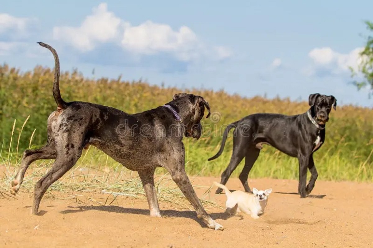 En la foto, dos perros grandes y uno pequeñito