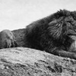 En la foto, el león del Atlas