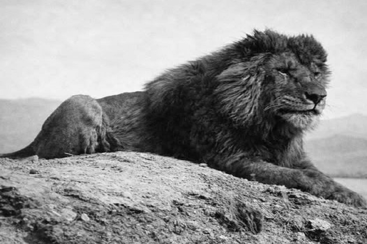 En la foto, el león del Atlas