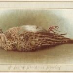 Una postal de Navidad con la imagen de un ave muerta