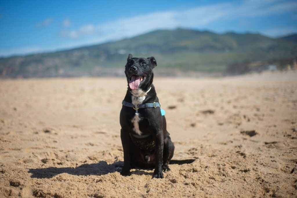 En la foto, un perro en una playa de Galicia