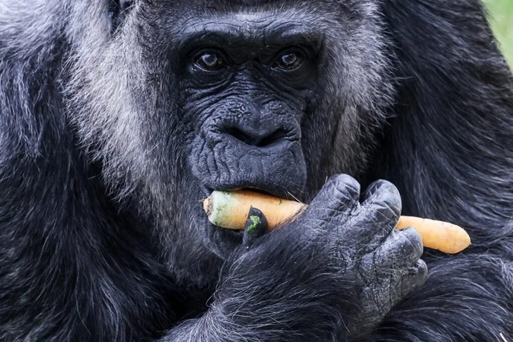 En la foto, Fatou, la gorila hembra más longeva del mundo