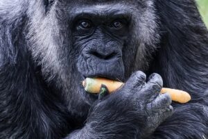 En la foto, Fatou, la gorila hembra más longeva del mundo
