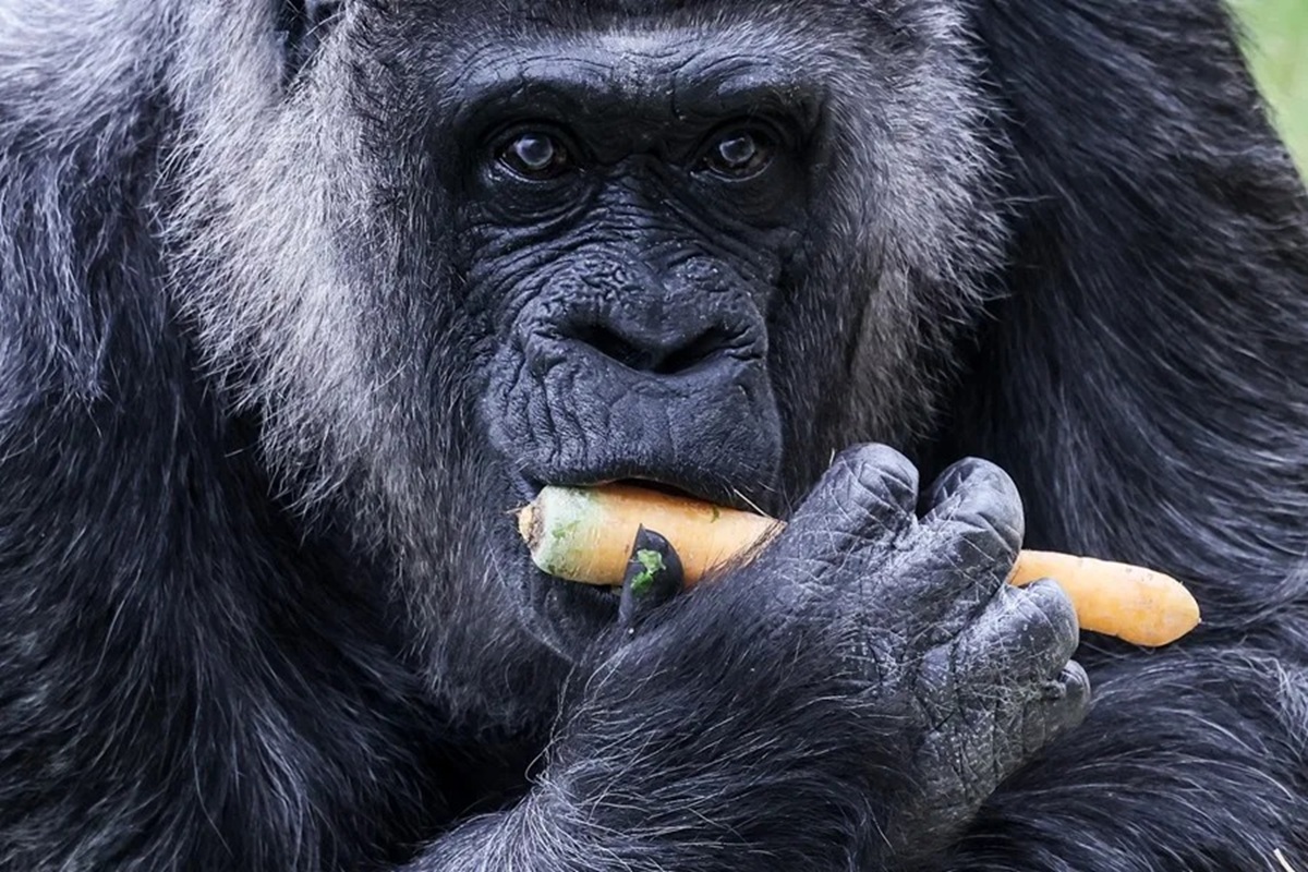 Los 69 años de Fatou, la gorila más longeva del mundo 1 En la foto, Fatou, la gorila hembra más longeva del mundo