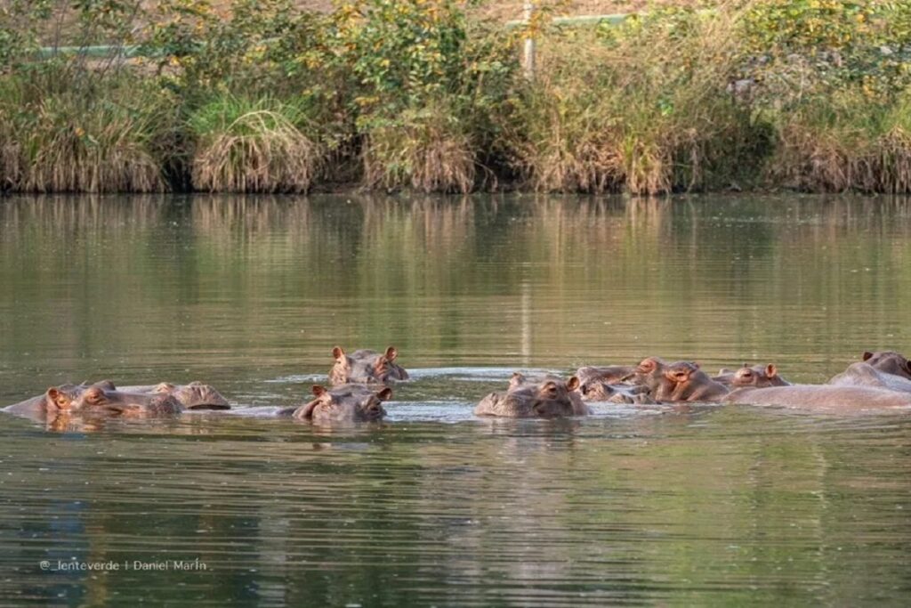 En la foto, hipopótamos en la finca Nápoles, otrora propiedad de Pablo Escobar
