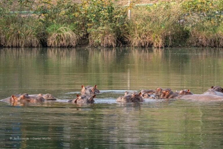 En la foto, hipopótamos en la finca Nápoles, otrora propiedad de Pablo Escobar