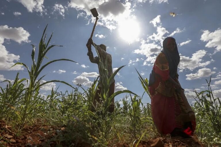 En la foto, campesinos somalíes trabajan en plantaciones de maíz