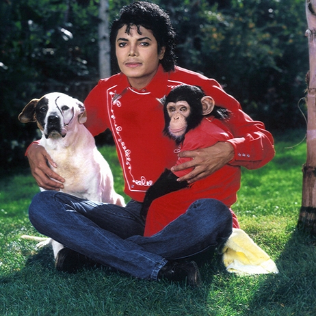 Bubbles, el chimpancé que fue estrella sin pedirlo