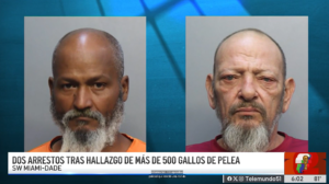 cubanos detenidos en Miami por un criadero ilegal con más de 500 gallos