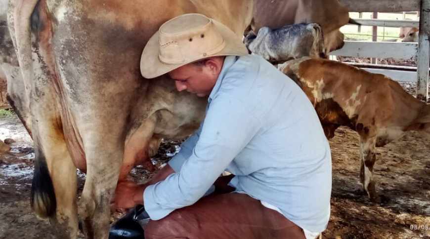 Ganaderos santiagueros descubren que para producir leche primero hace falta comida, agua y vacas vivas