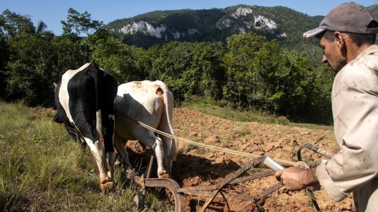 En la foto, un campesino cubano trabaja con una yunta de bueyes