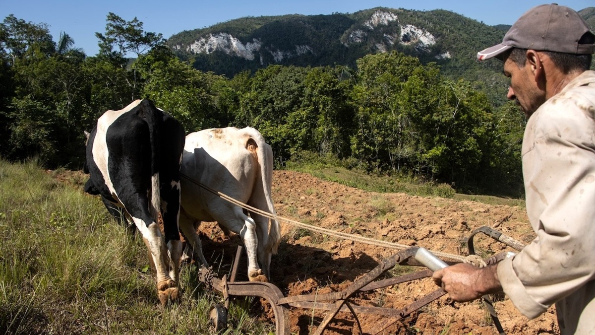 "Comer lo que seamos capaces de producir": la sentencia de muerte del castrocanelismo 1 En la foto, un campesino cubano trabaja con una yunta de bueyes