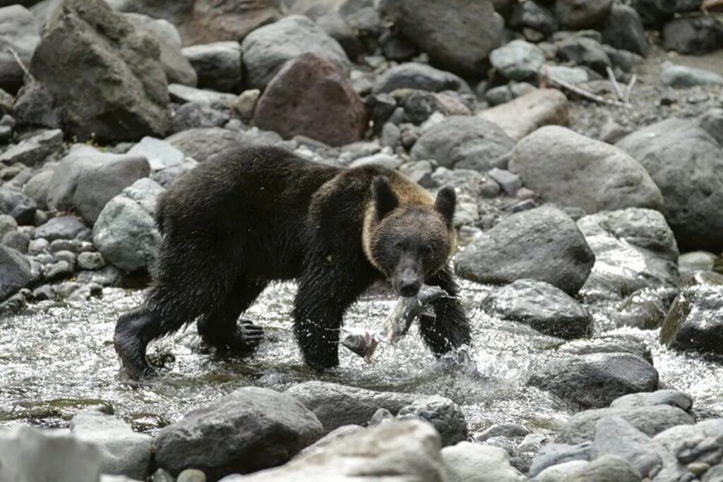 En la foto, Un oso pardo cazando un salmón que remonta un río en Shiretoko