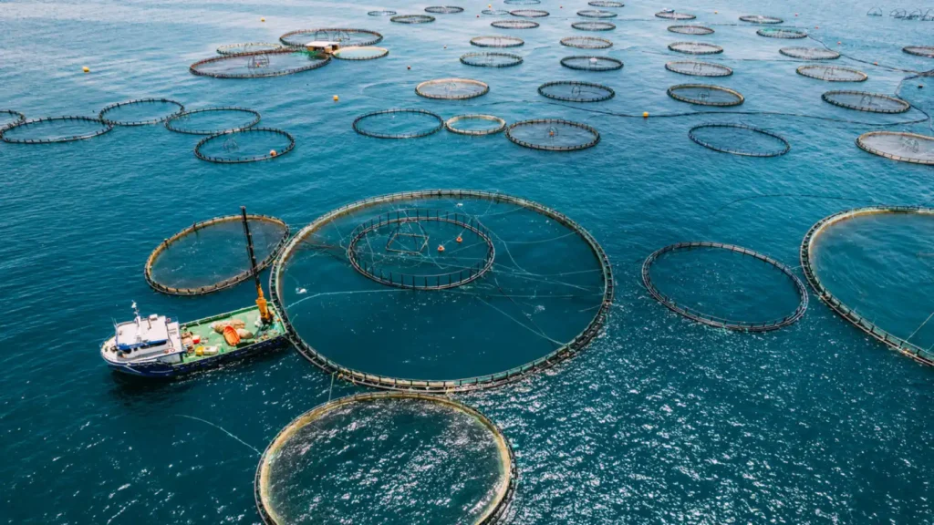 En la foto, producción de peces en el mar