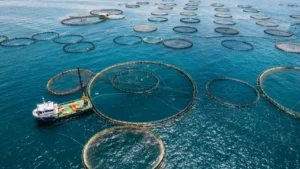 En la foto, producción de peces en el mar