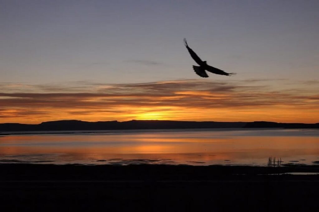 En la foto, un ave vuela al amanecer