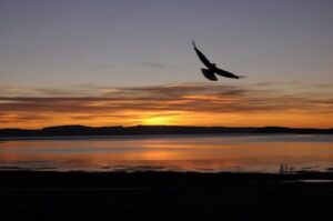 En la foto, un ave vuela al amanecer