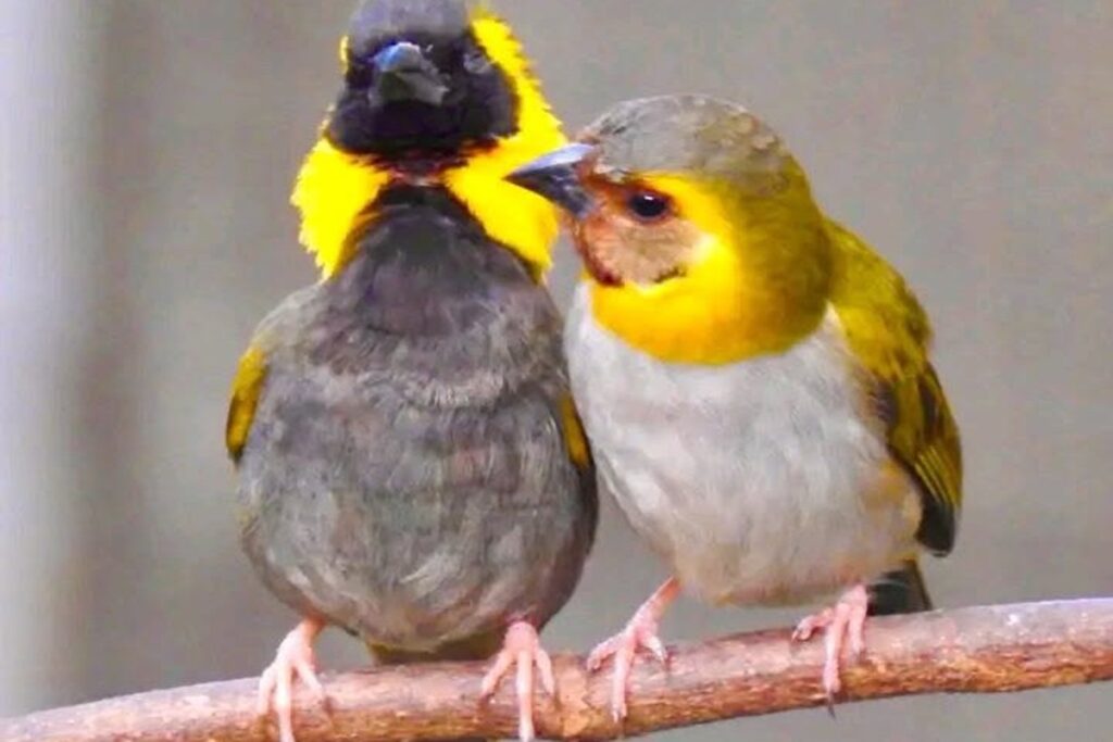 En la foto, una pareja de tomeguines del Pinar