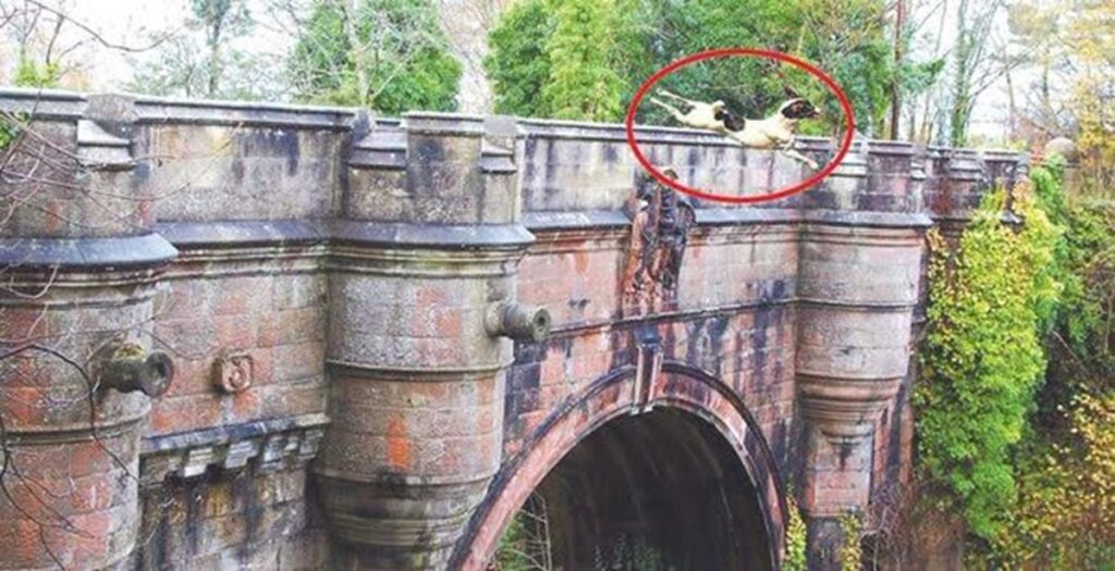 En la foto, un perro se lanza del puente