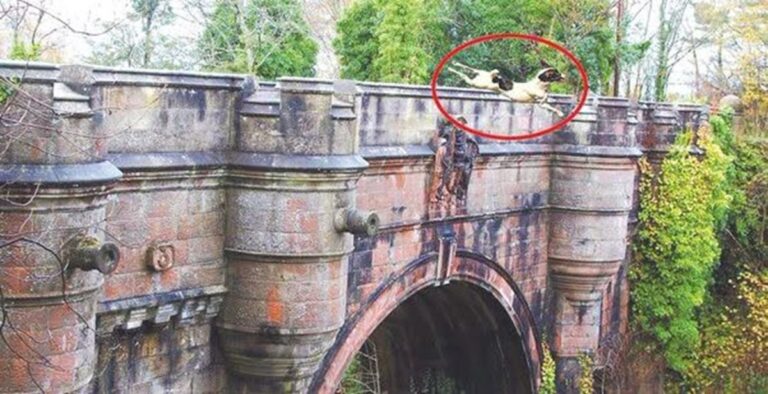 En la foto, un perro se lanza del puente